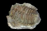 Fossil Calymene Trilobite Nodule - Morocco #100006-1